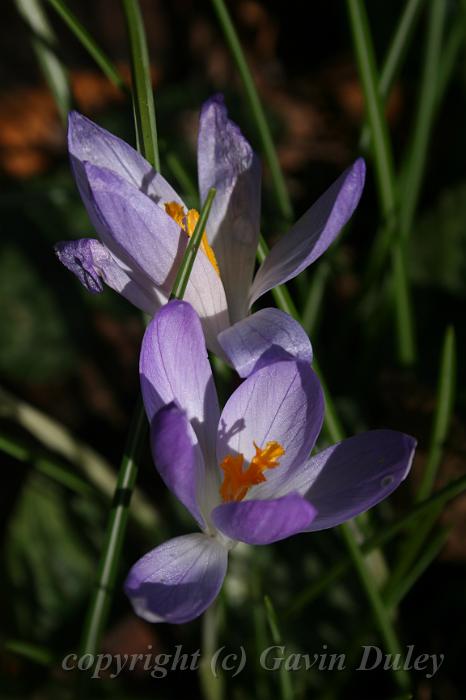 Crocuses, Tindale Gardens IMG_6820.JPG